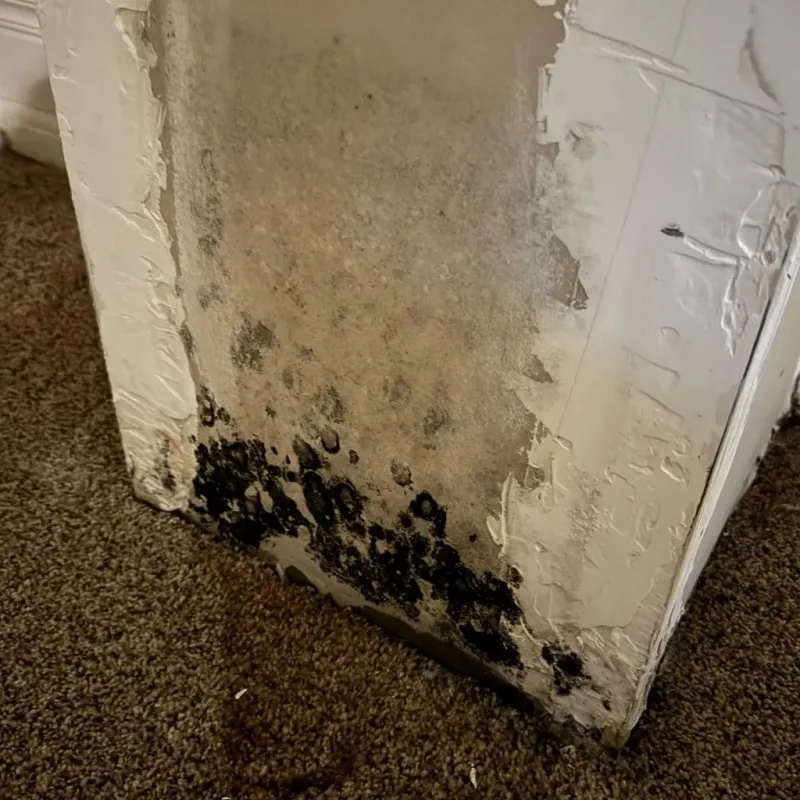 Professional Mold Removal in Livermore Falls, ME